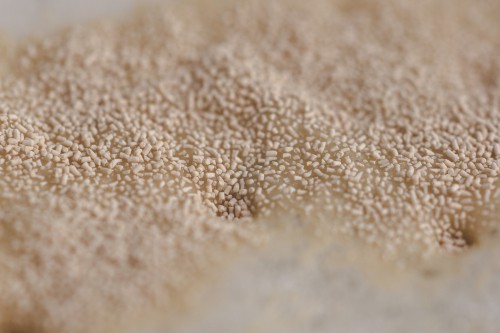 ale yeast