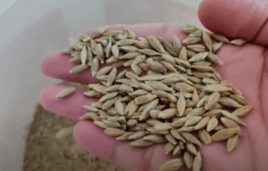 Prepare the barley