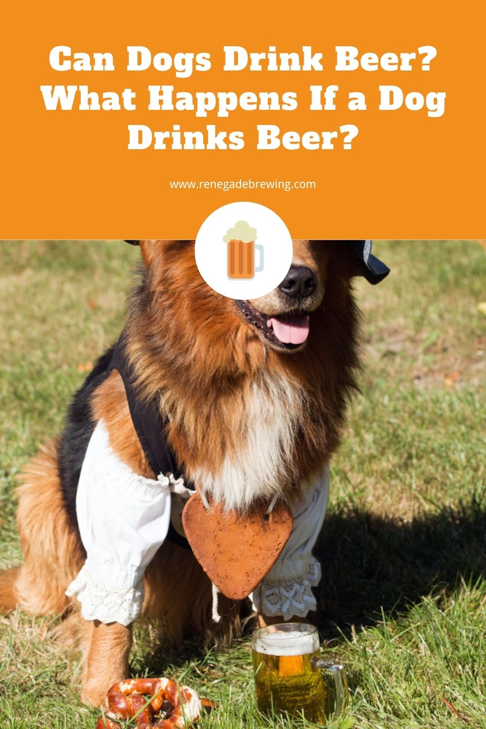 Can Dogs Drink Beer What Happens If a Dog Drinks Beer 1