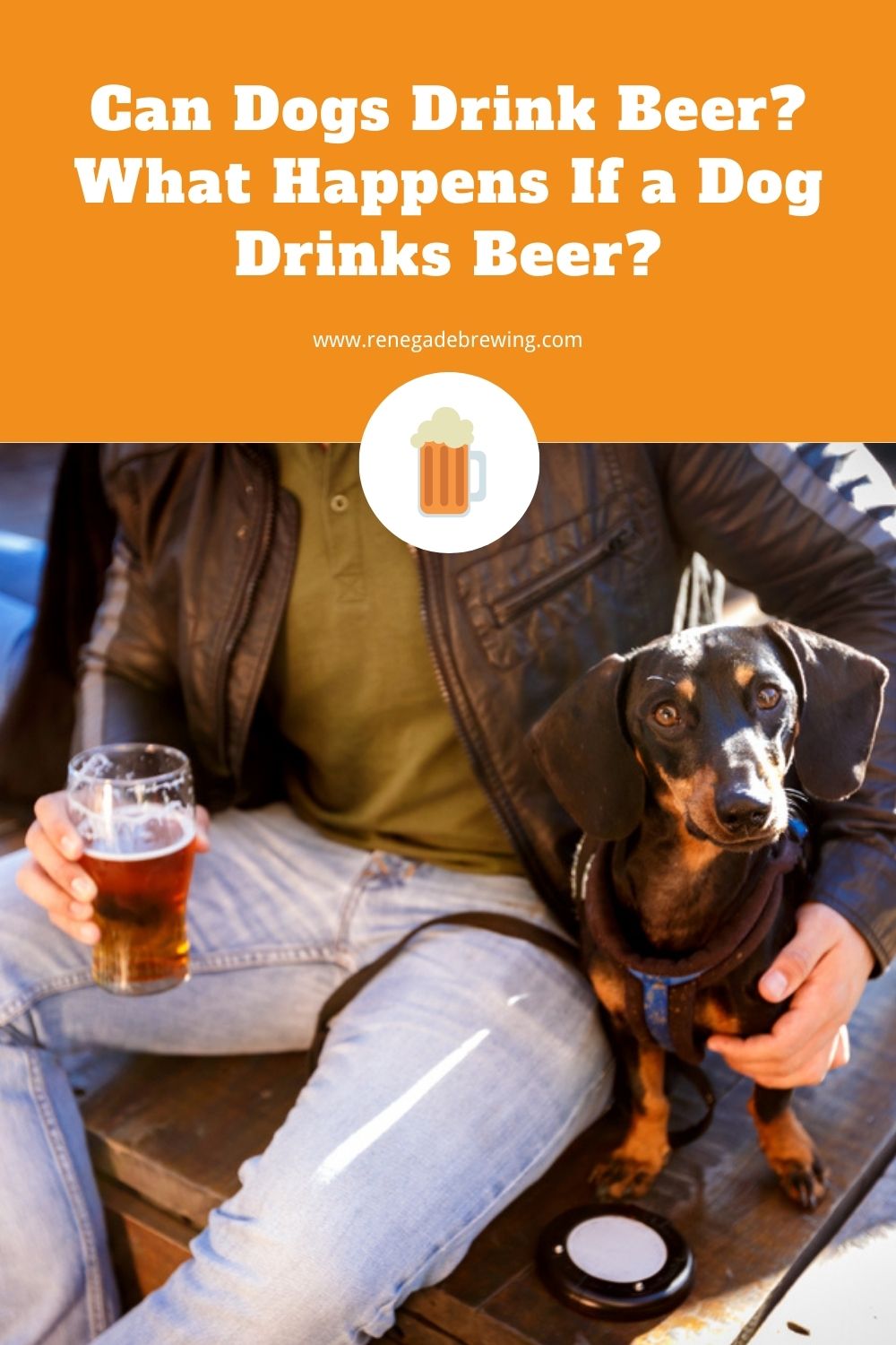 Can Dogs Drink Beer What Happens If a Dog Drinks Beer 2