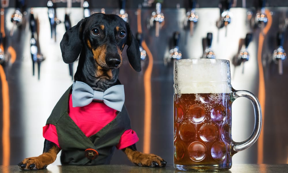 Can Dogs Drink Beer