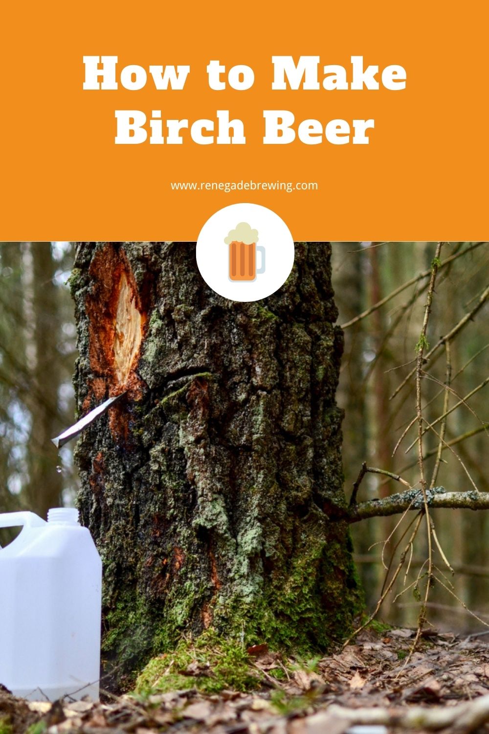 How to Make Birch Beer (Traditional & Modern Method) 1