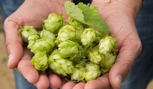 What Are Hops In Beer? (Why Add It?)