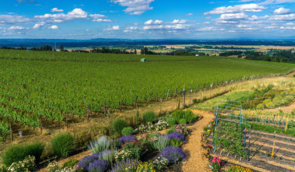 Top 11 Best Wineries In Willamette Valley, OR