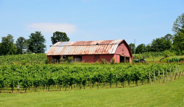 11 Best Wineries in North Georgia to Visit