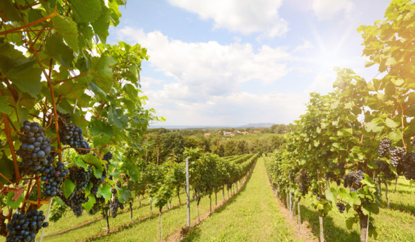 11 Best Wineries in Pennsylvania to Visit