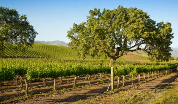 11 Best Wineries in Santa Ynez, CA